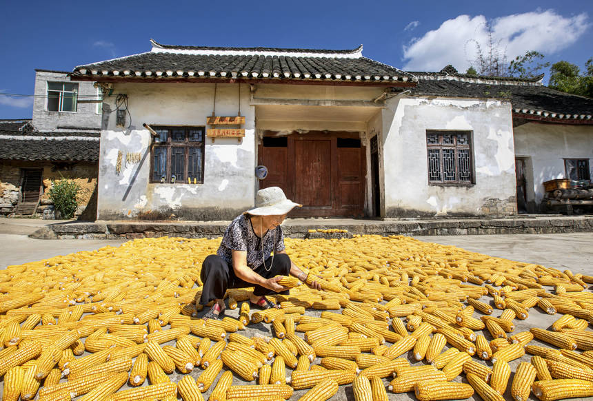 2025年9月1日，貴州省黔西市洪水鎮解放村，農民在晾曬收獲的玉米。
