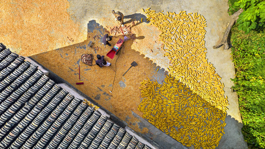 2025年9月1日，貴州省黔西市洪水鎮官莊村，農民在晾曬、脫粒收獲的玉米（無人機照片）。