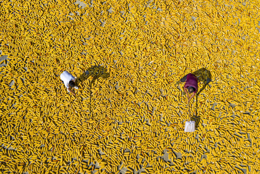 2025年9月1日，貴州省黔西市洪水鎮官莊村，農民在晾曬收獲的玉米（無人機照片）。