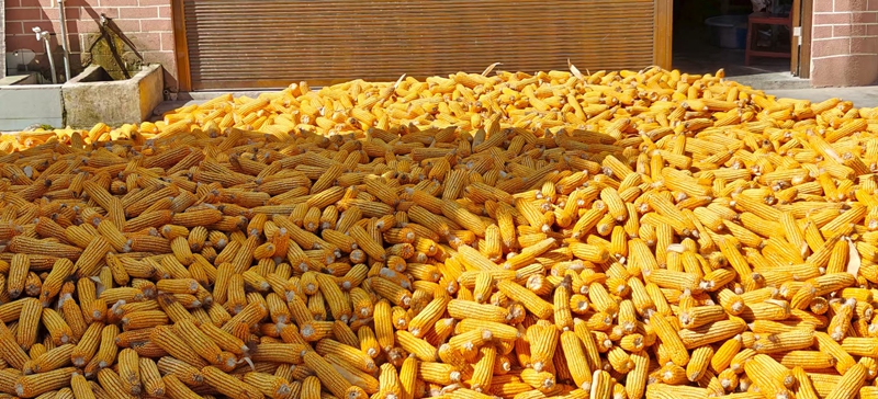 曬場上玉米。