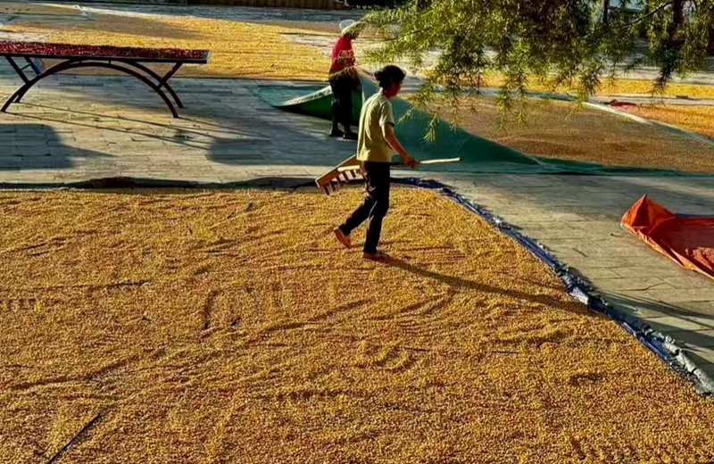 農戶在晾曬玉米。