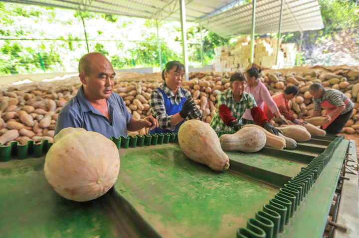 科技賦能收三茬 南瓜豐產直供大灣區。