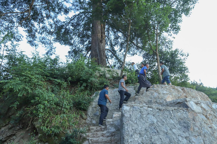 6464棵古樹名木投保 14棵珍稀大樹復壯復生機。