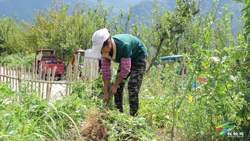 松桃迓駕鎮：1400畝花生賦能鄉村振興。