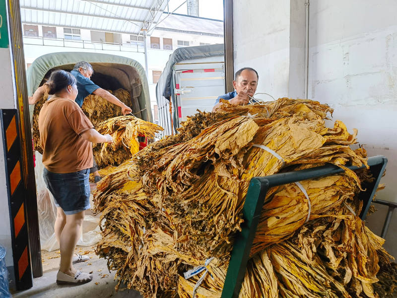 滿載著金黃煙葉的車輛在等候區內候檢。劉艦濤攝