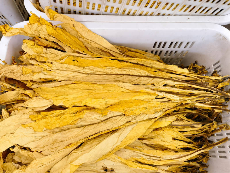 色澤金黃的煙葉。劉艦濤攝