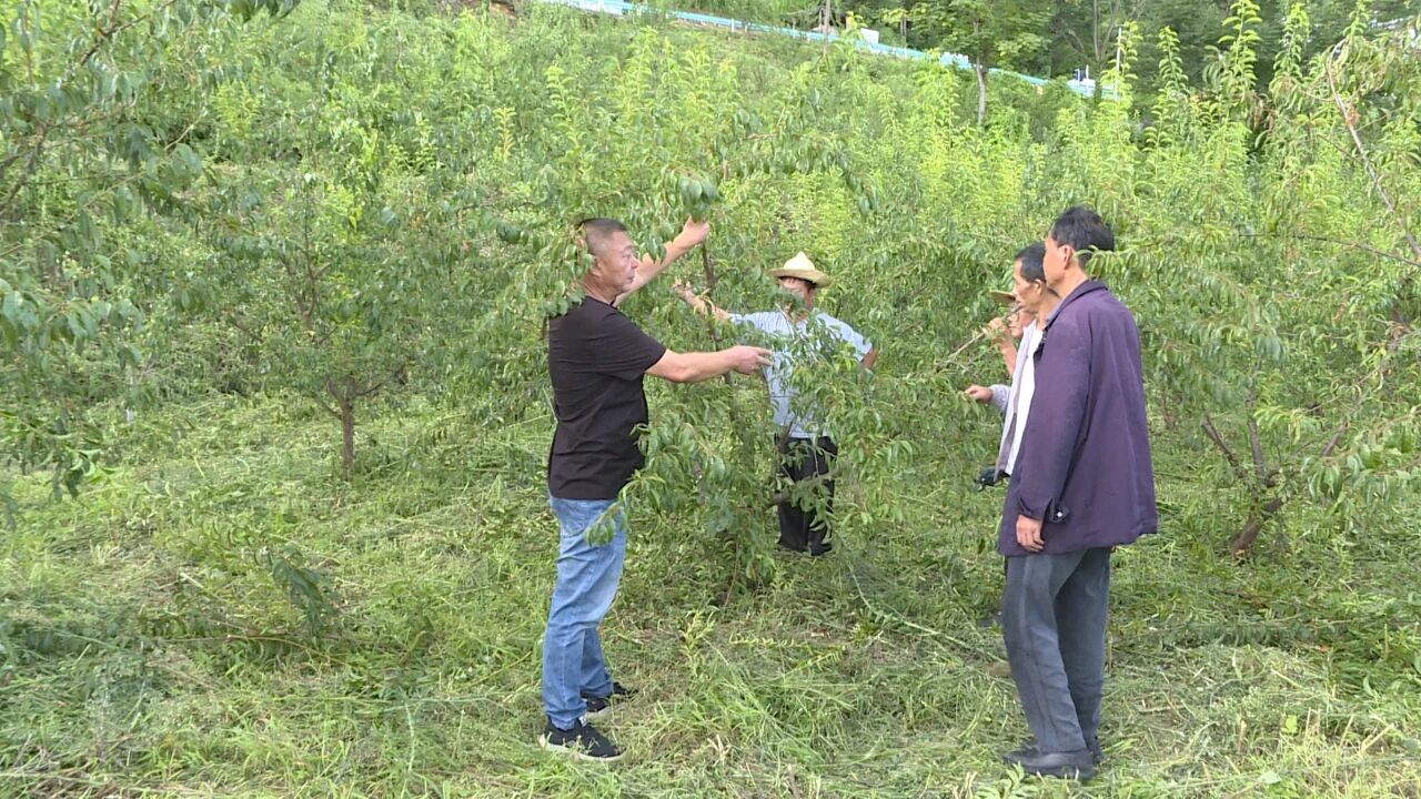 圖為科技特派員一邊演示著果樹修剪技巧，一邊細致講解技術要點，農戶們聽得認真、贊不絕口。