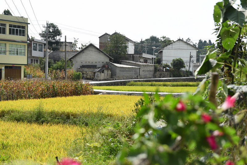 9月4日，貴州省黔西市甘棠鎮大錫社區林角塘修復好的道路。張晶攝