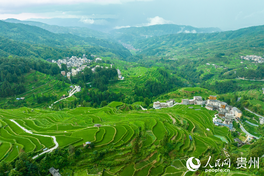 航拍堂安侗寨梯田。人民網 陽茜攝