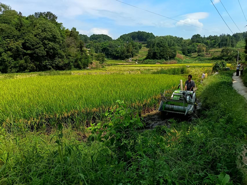 小型收割機在坭壩鄉田間忙碌，為水稻搶收按下 “快進鍵”。王燁 攝.jpg