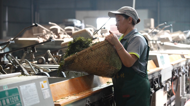 西秀技術培訓激活茶產業發展新動能。