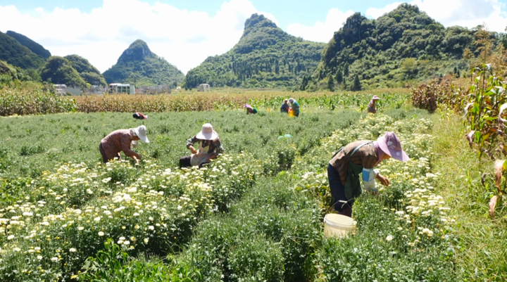 西秀千畝菊花綻放“美麗經濟”。
