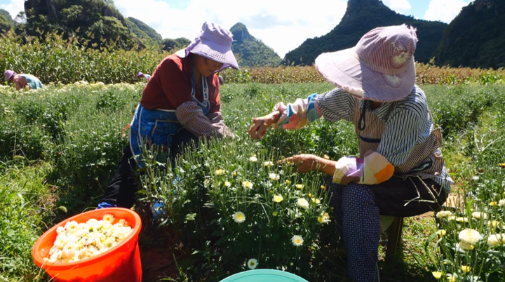 西秀千畝菊花綻放“美麗經濟”。