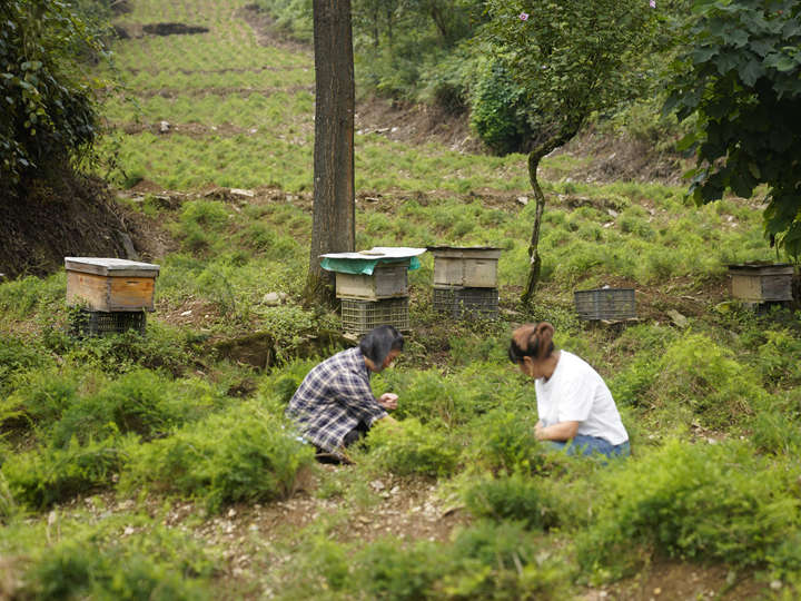 圖為基地工人在管護天門冬。蹇詩奇攝