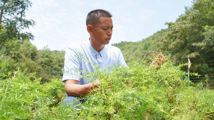圖為 太壩村天門冬種植基地負責人田小勇正在查看天門冬長勢。黃婷婷攝