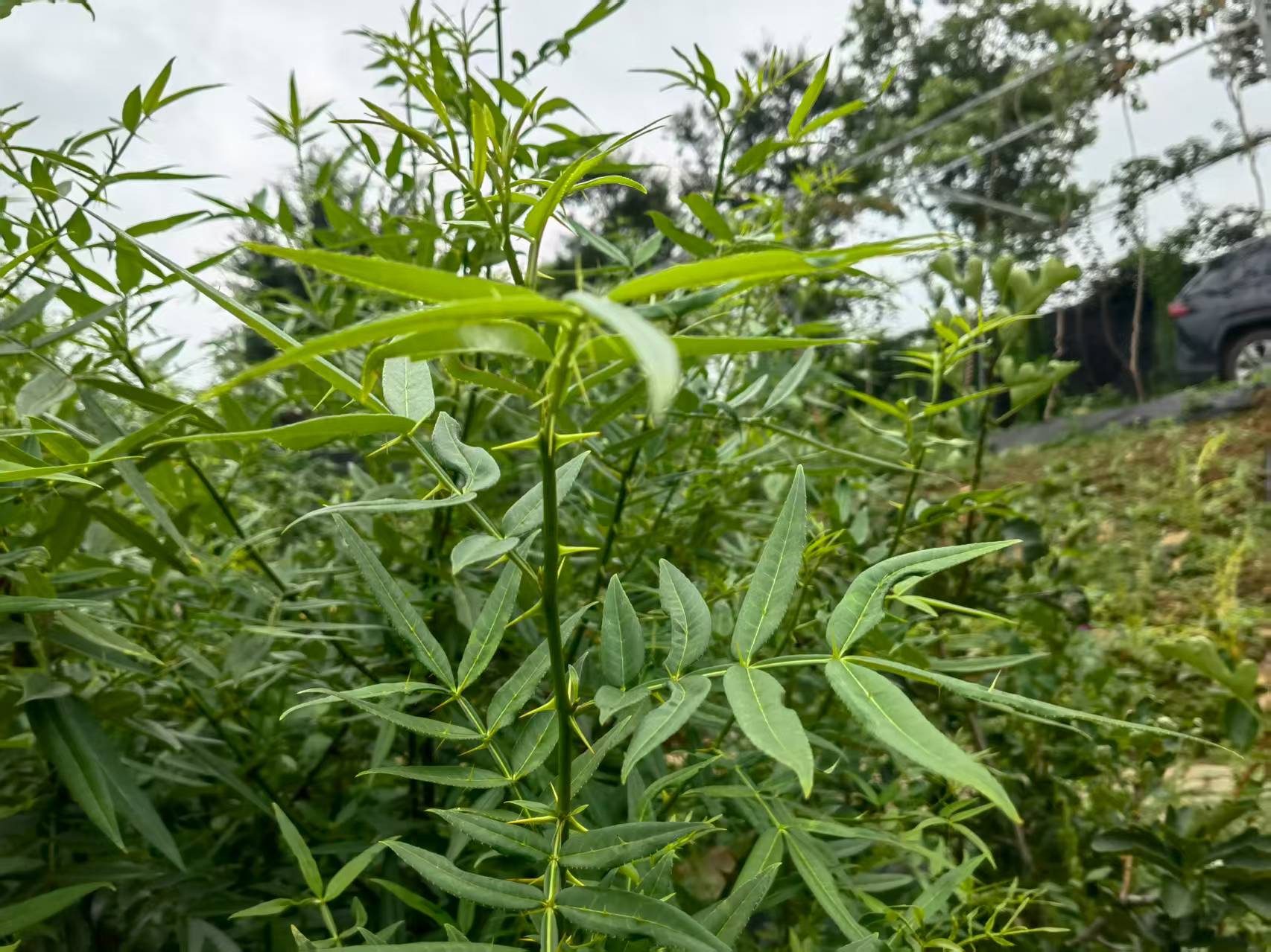 從“野草”到“金草”——寶林科技探索中醫藥全產業鏈新路徑。