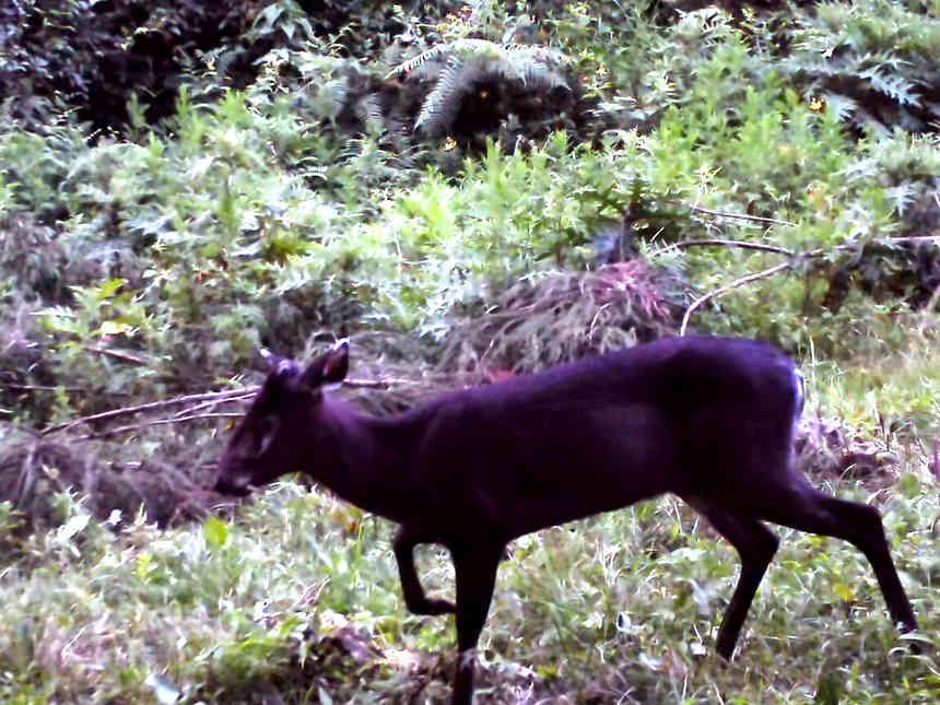 省國有扎佐林場首次監測到毛冠鹿。張雷拍攝