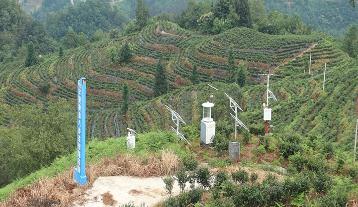 智慧茶園。