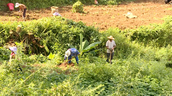 圖為村民正在挖地蘿卜。