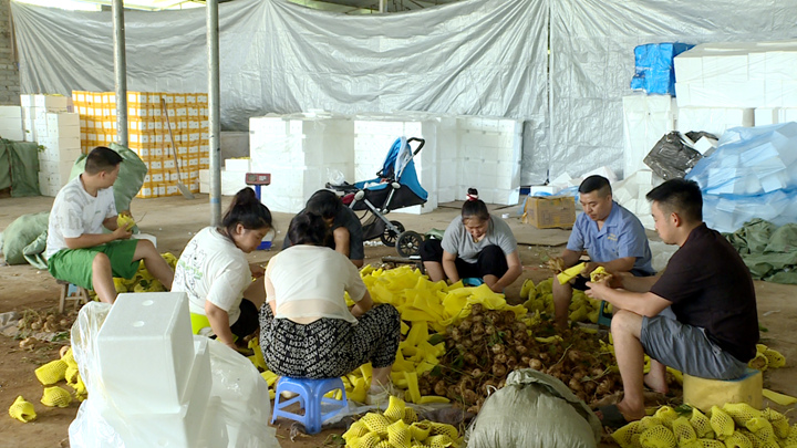 圖為得益于線上銷售的火爆，地蘿卜銷量很好。圖為工作人員正在打包地蘿卜。