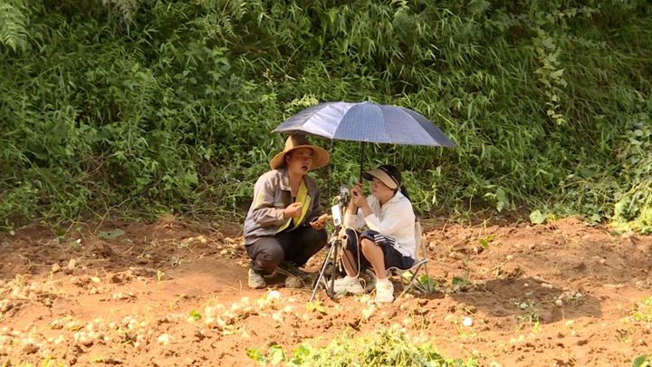 圖為直播人員正在直播售賣地蘿卜。