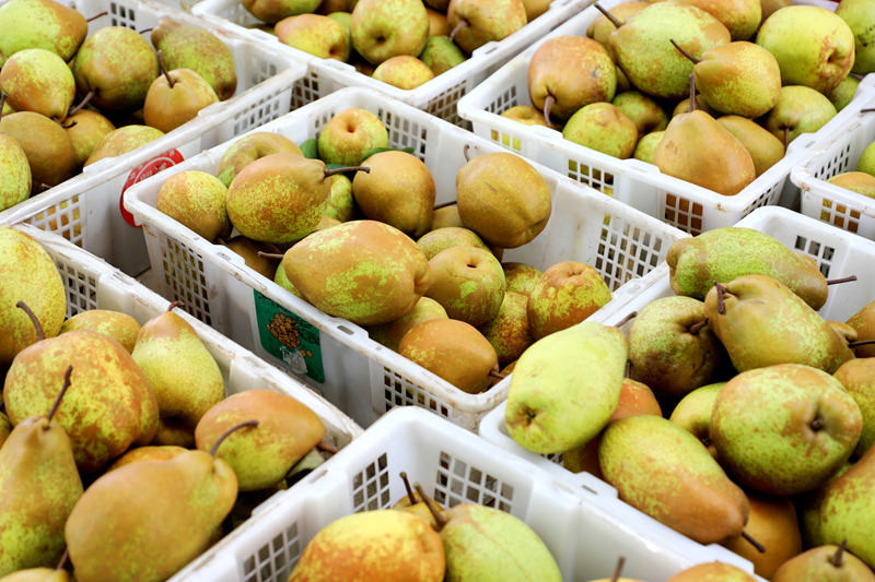 香甜可口的官梨。陳桂良攝