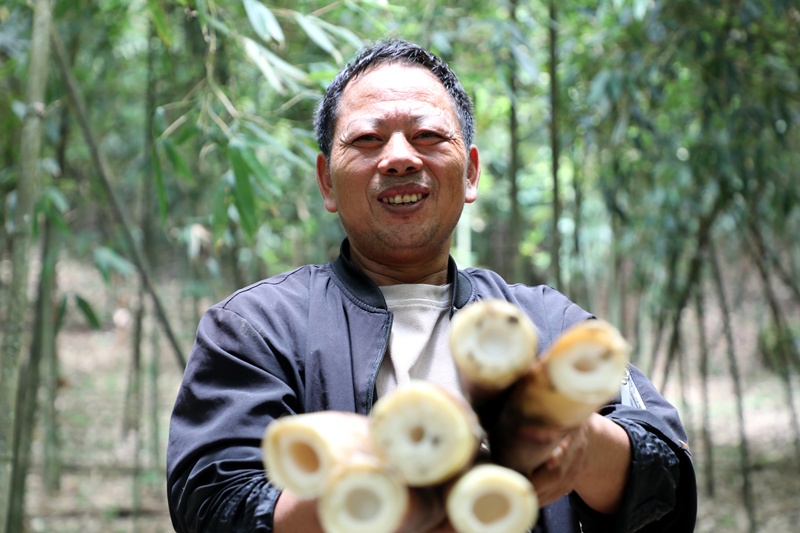 方竹筍采收喜悅。陳桂良攝