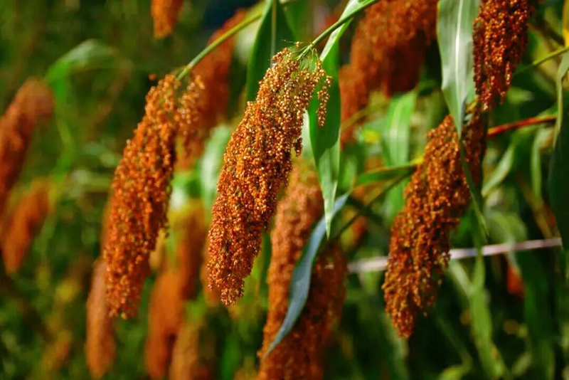 高粱紅。桐梓縣融媒體中心供圖