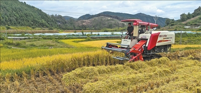 圖為梁士高駕駛收割機收水稻。本報記者 蘇 濱攝