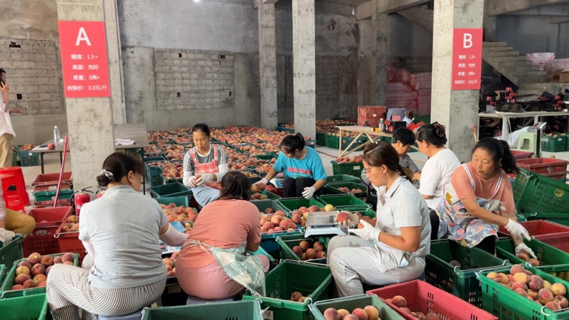 工作人員在分揀艷紅桃。