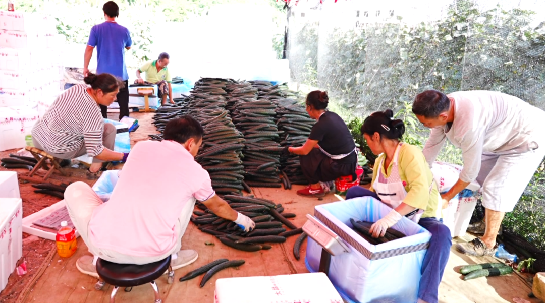 “紅火火”映紅好日子 “綠盈盈”結出致富果。