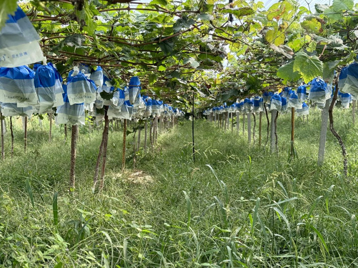 松桃自治縣正大烏江種養殖場的160余畝田間一派豐收景象。