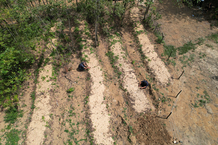 長春堡鎮犀牛村的林下天麻種植基地里,村民們正忙著挖溝、鋪菌材、播天麻種，一片繁忙景象。周照人攝