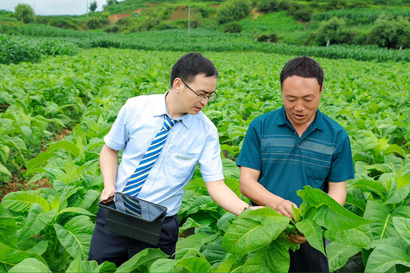 郵儲銀行工作人員在煙田將煙葉種植生產信息轉化為“信用檔案”，以便實現精準授信。郵儲銀行貴州省分行供圖