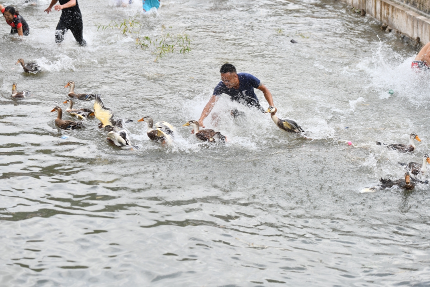 2025年9月13日，貴州省凱里市萬潮鎮馬田村，村民們在水中捉鴨子競賽鬧豐收。楊仁海攝