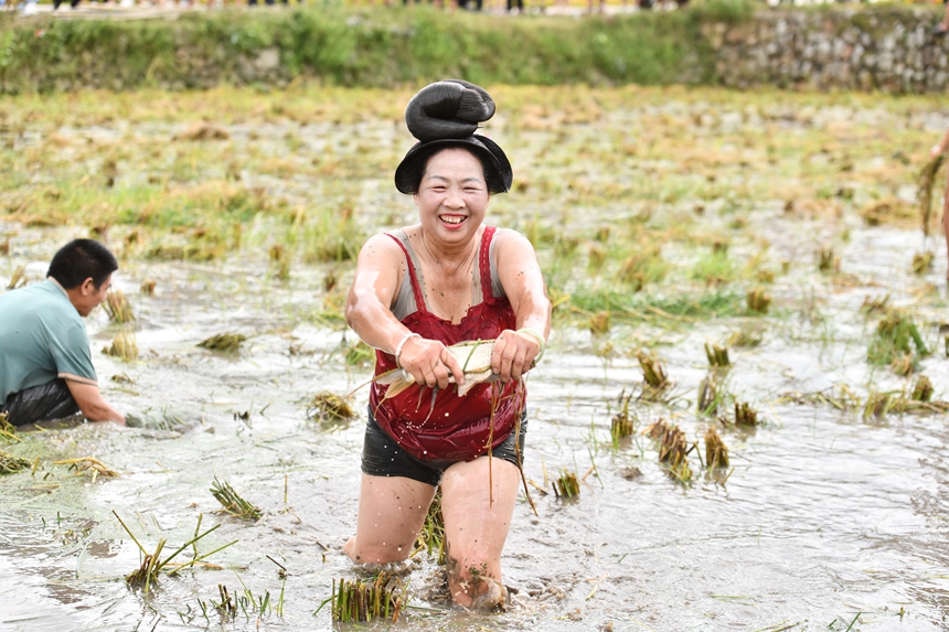 2025年9月13日，貴州省凱里市萬潮鎮馬田村，一苗族村民在捉稻田魚競賽鬧豐收。楊仁海攝
