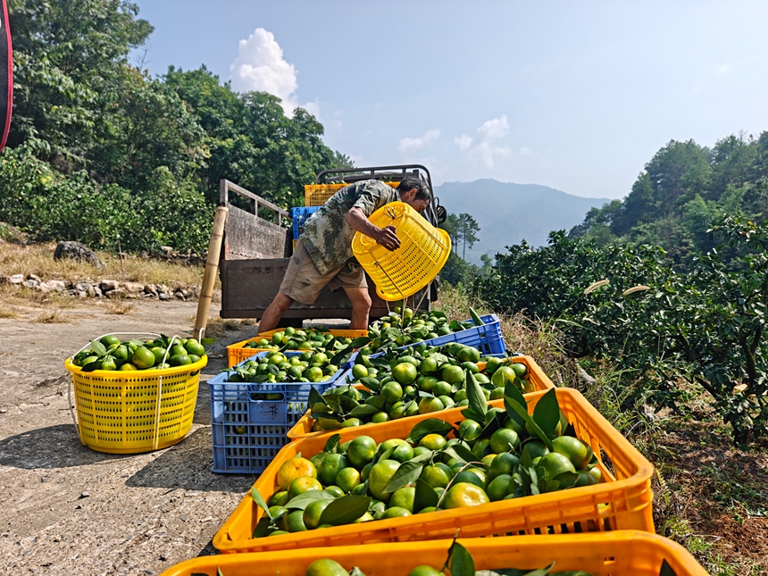 蜜桔豐收 (2).jpg