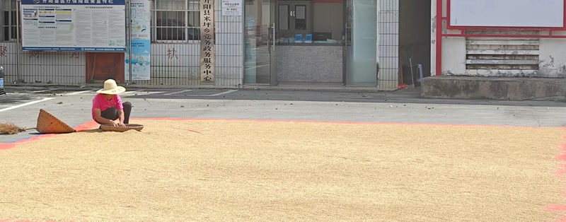 圖為：農戶在晾曬谷子 （胡曉嫻 攝）