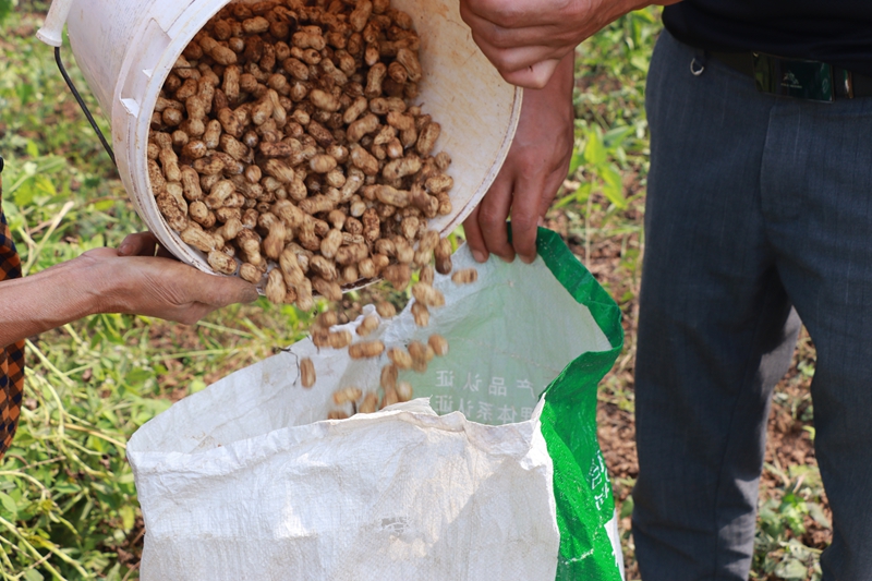 松桃大坪場鎮：訂單農業讓群眾吃下“定心丸”。