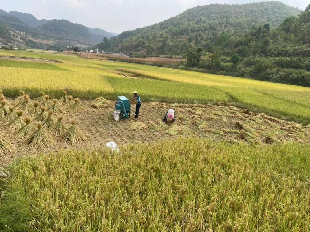 圖為：人工收割