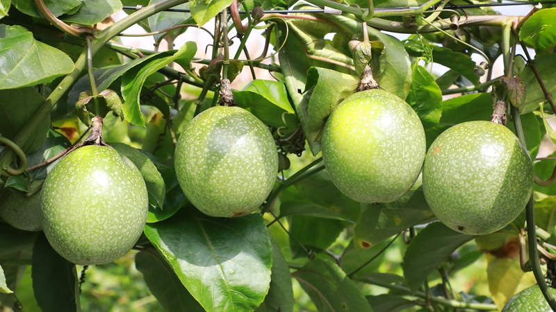 百香果掛滿枝頭。