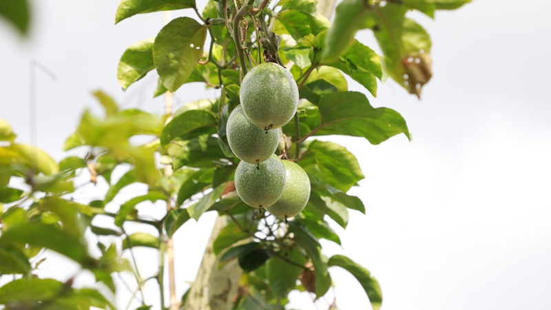 百香果掛在枝頭。