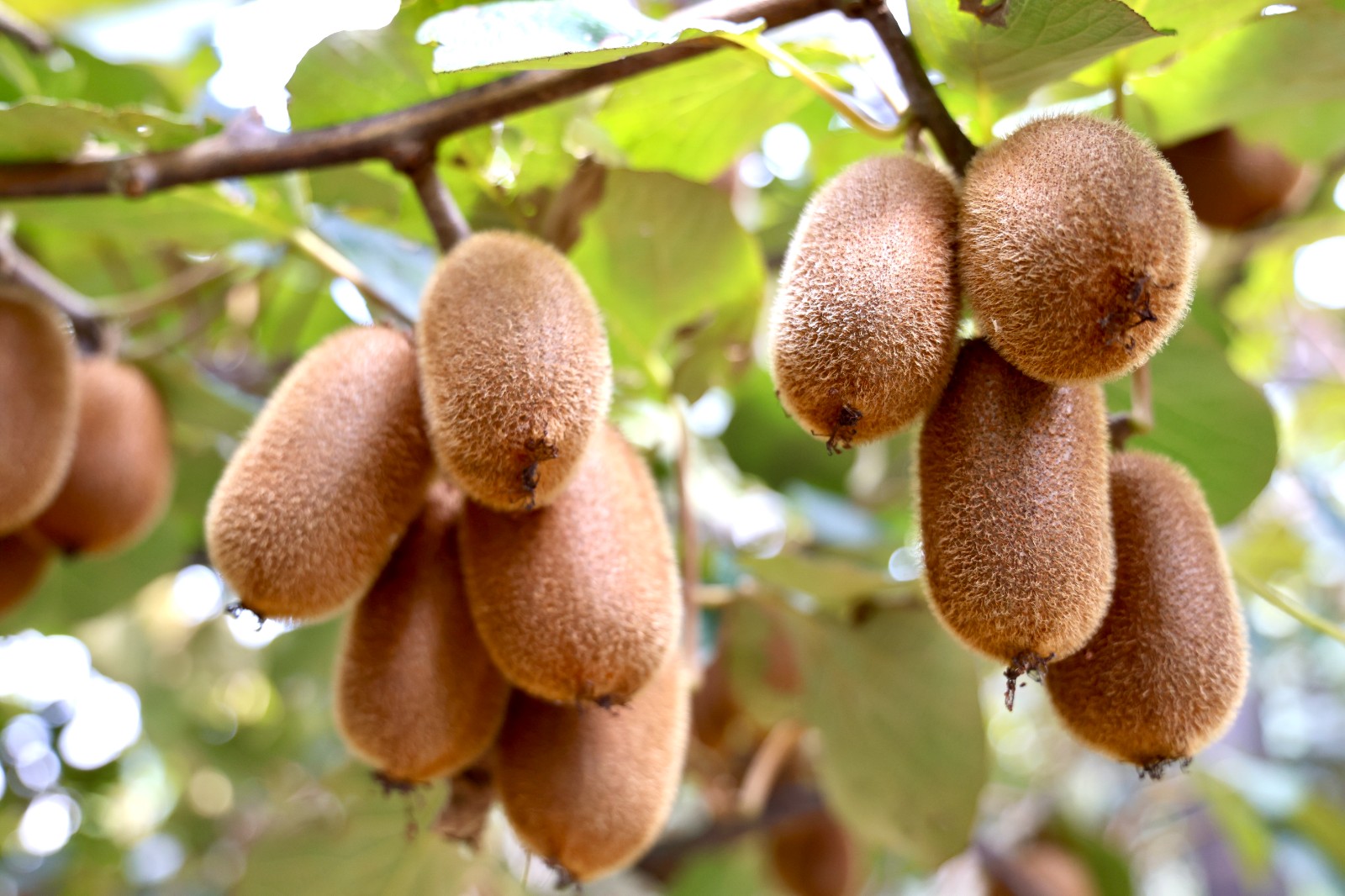 成熟的修文獼猴桃。王艷攝