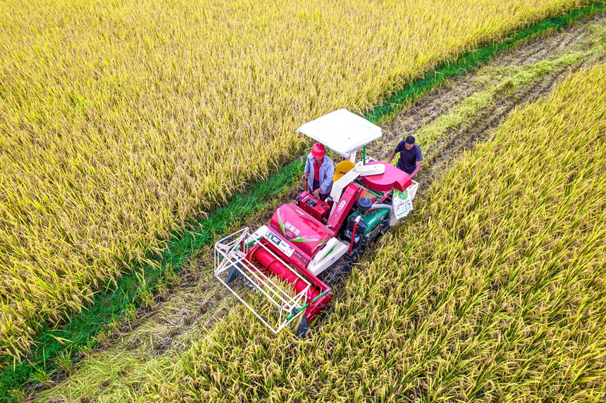9月17日，貴州省黔西市洪水鎮優質水稻種植基地，農民駕駛小型收割機收割稻谷。