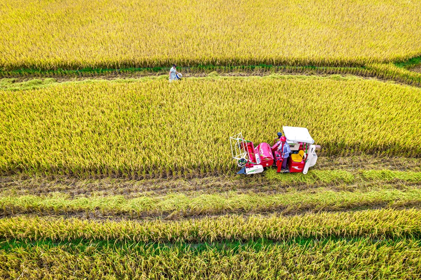 9月17日，貴州省黔西市洪水鎮優質水稻種植基地，農民駕駛小型收割機收割稻谷。