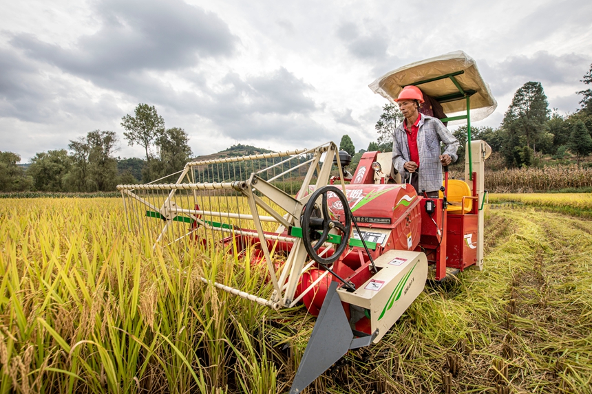 9月17日，貴州省黔西市洪水鎮優質水稻種植基地，農民駕駛小型收割機收割稻谷。