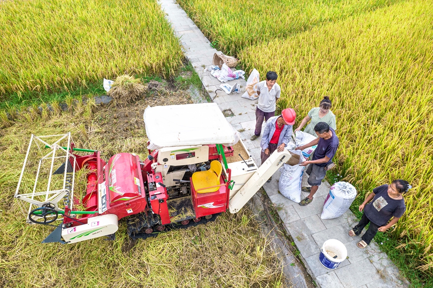 9月17日，貴州省黔西市洪水鎮優質水稻種植基地，農民使用小型收割機收割稻谷。