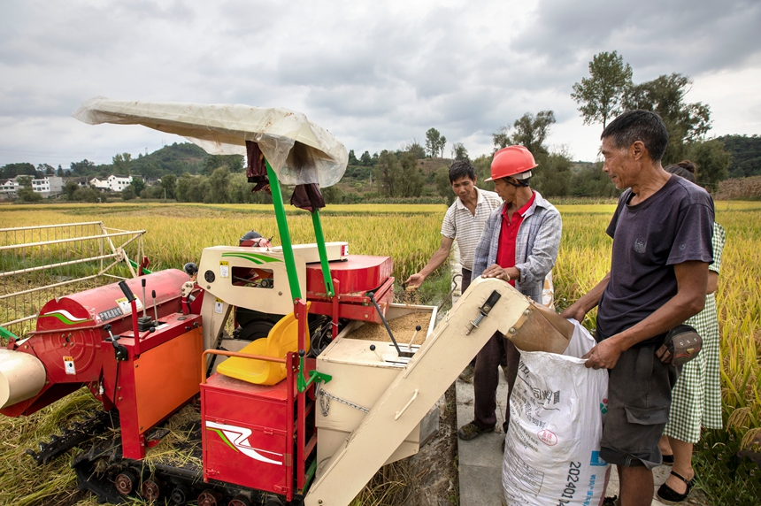9月17日，貴州省黔西市洪水鎮優質水稻種植基地，農民使用小型收割機收割稻谷。