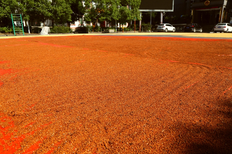 “紅黃綠”三色交融 繪就鄉村豐收景金秋時節，貴州省銅仁市沿河自治縣客田鎮的大地上仿佛打翻了大自然的調色盤，“紅黃綠”三色交融，不僅點綴了鄉村的田野，更交織出農戶們臉上藏不住的喜悅。