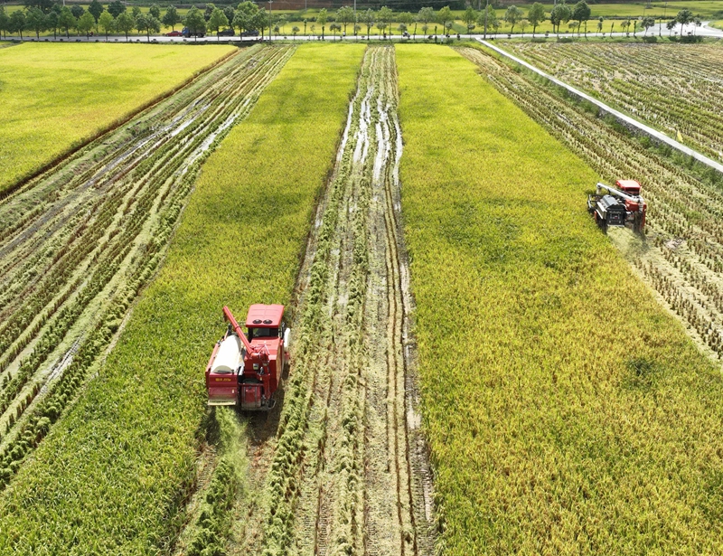9月16日，農機手操作農機在松桃苗族自治縣烏羅鎮岑司大壩收割水稻。謝慧芳攝